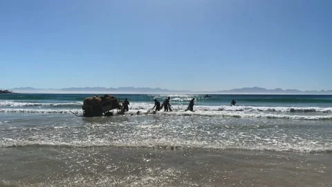 Men pulling shark nets out into the waves 스톡 동영상 160124484