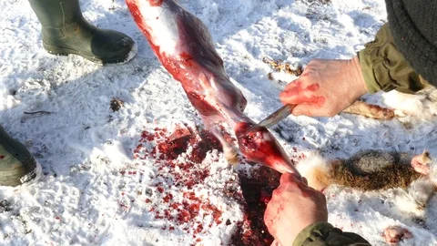 Men remove the skin from a hare and cut off their heads Stock Footage 123575105
