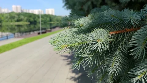 Men ride bicycles on a blurred background behind a branch of a fir tree Stock Footage 133653232