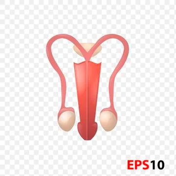 Men s reproductive system Stock Illustration