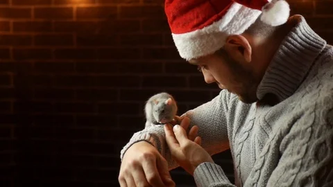 A men in a Santa Claus hat is playing with a rat, a symbol of the new year. Stock Footage 120194082