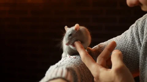 A men in a Santa Claus hat is playing with a rat, a symbol of the new year. Stock Footage 120194095