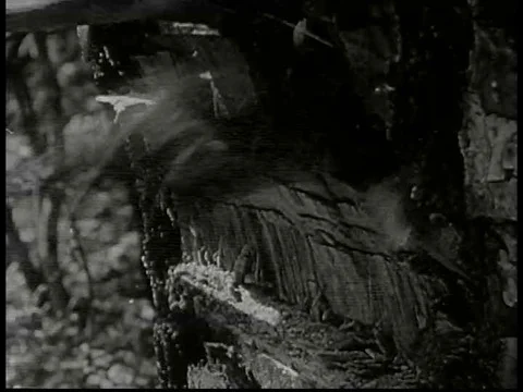 Men settle into the American frontier in 1940, chopping wood, building homes,ƒ Video stock 75289083