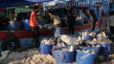 Men sorting frozen fish in harbour in Jakarta Java Indonesia Video stock 82077561