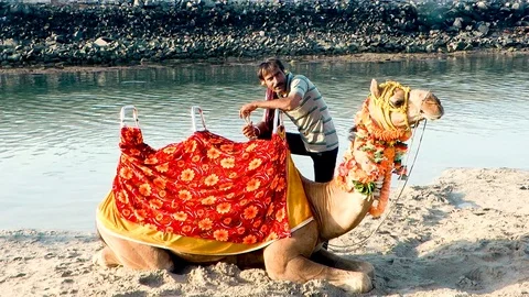 Men Standing With The Camel Stock Footage 75229228