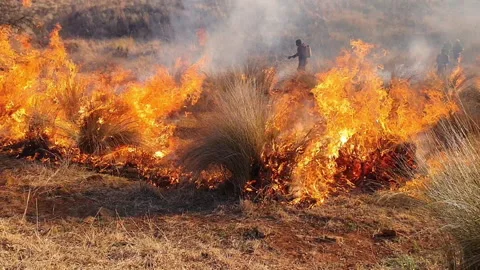 Men starting controlled burn,Prescribed fire in forest to prevent unwanted fires Stock Footage 278672515