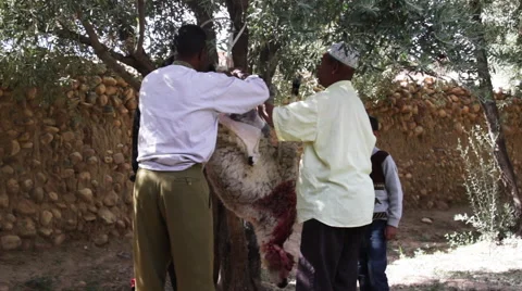 Men string sheep from tree Stock-Footage 49842365