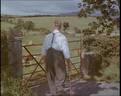 Men taking care of cattle clearing up manure with tractor, Northern Ireland 1959 Stock Footage 146083934