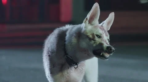 Men training a dog at night Stock Footage 67555191