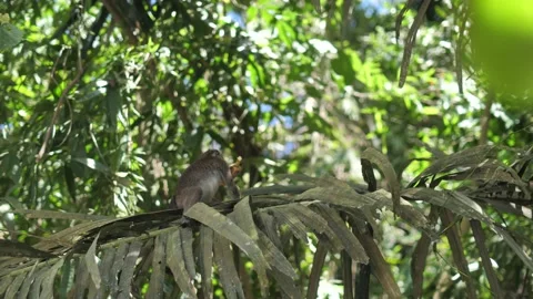 Men in a tropical park throw fruit to a monkey that sits on a branch in the Stock Footage 196267350