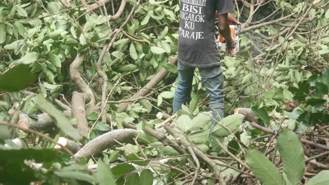Men use chainsaws to cut fallen tree branches after logging Stock Footage 325848584