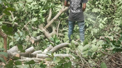 Men use chainsaws to cut fallen tree branches after logging Stock Footage 325848585