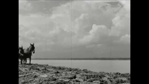 Men use mules to help build dykes to keep the Mississippi River from flooding Video stock 99409515