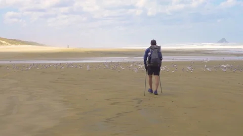 Men is walking on beach with flock of seagull in New Zealand Stock Footage 103163408