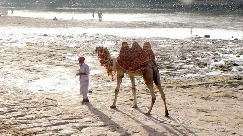 Men Walking With The Camel Stock Footage 75219581