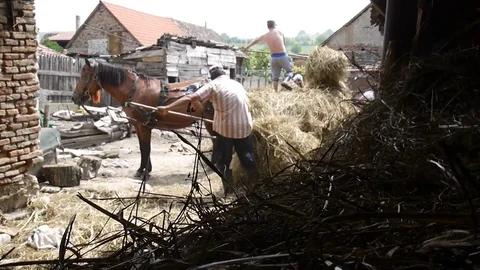 Men who move hay, which is brought in a cart in a barn yard Stock Footage 78220436