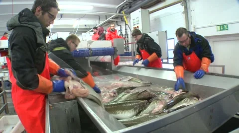 Men work cutting and cleaning fish on an assembly line at a fish processing 動画素材 42000432