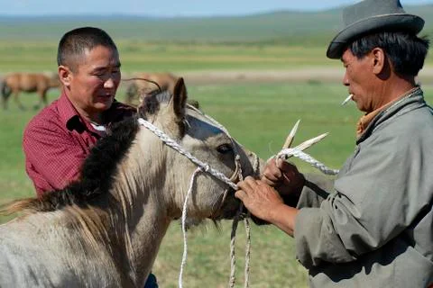 Men work with foal, Harhorin, Mongolia. Stock Photos