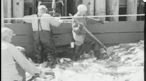 Men Work SORTING SALMON CATCH Fish Cannery Factory Vintage Film Home Movie 3621 Stock Footage 11859322