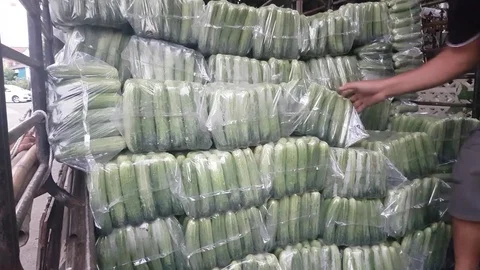 Men worker are sorting a long cucumber bag into a car. chiang Mai, Thailand. Stock Footage 75230891