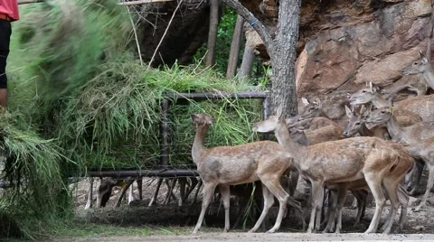 Men worker feeding deer Stock-Footage 41819425