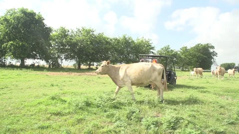 Men working on Farm Ranch and Cattle in countryside Stock Footage 110985757
