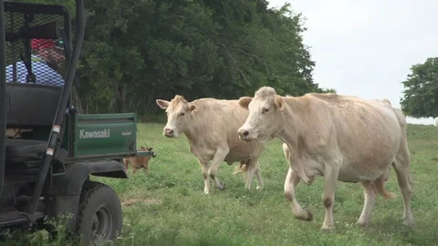 Men working on Farm Ranch and Cattle in countryside Stock Footage 110985977