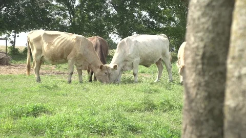 Men working on Farm Ranch and Cattle in countryside Stock Footage 110986206