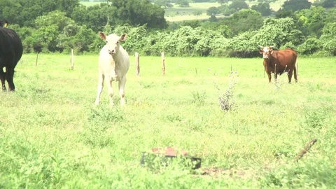 Men working on Farm Ranch and Cattle in countryside 库存影片 110986293