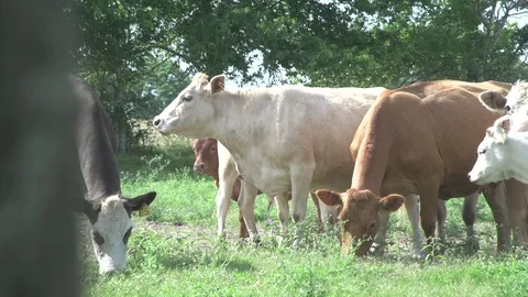 Men working on Farm Ranch and Cattle in countryside Stock Footage 110986374