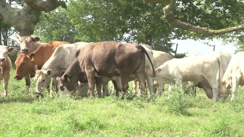 Men working on Farm Ranch and Cattle in countryside Video stock 110986729