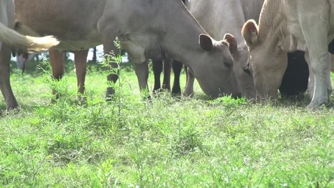 Men working on Farm Ranch and Cattle in countryside Video stock 110987086