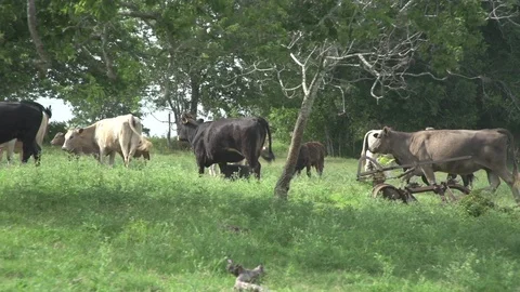 Men working on Farm Ranch and Cattle in countryside 库存影片 110987258