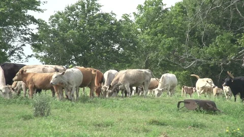 Men working on Farm Ranch and Cattle in countryside Stock Footage 110987392
