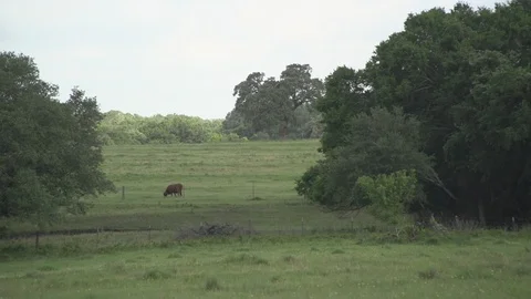 Men working on Farm Ranch and Cattle in countryside Stock Footage 110988491