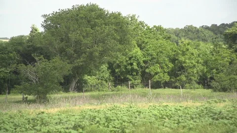 Men working on Farm Ranch and Cattle in countryside 库存影片 110989194