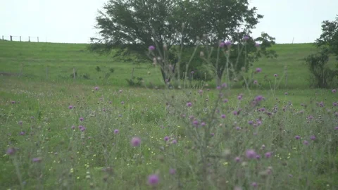 Men working on Farm Ranch and Cattle in countryside Stock Footage 110989410