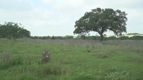 Men working on Farm Ranch and Cattle in countryside Stock Footage 110989767