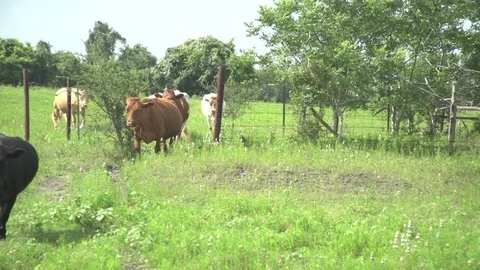 Men working on Farm Ranch and Cattle in countryside Stock Footage 110990530