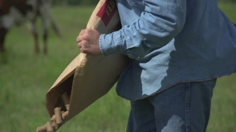 Men working on Farm Ranch and Cattle in countryside Stock Footage 110990782