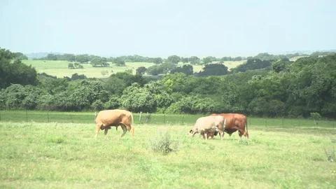 Men working on Farm Ranch and Cattle in countryside 库存影片 110997890