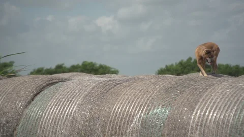 Men working on Farm Ranch and Cattle in countryside Video stock 111011569