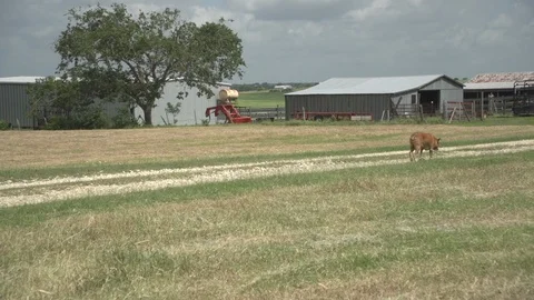 Men working on Farm Ranch and Cattle in countryside Stock Footage 111016596