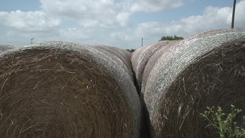 Men working on Farm Ranch and Cattle in countryside Video stock 111016959