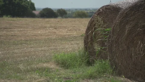 Men working on Farm Ranch and Cattle in countryside Stock Footage 111017226