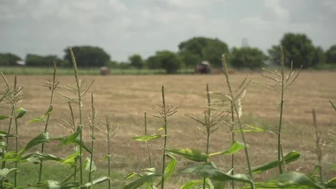Men working on Farm Ranch and Cattle in countryside Stock Footage 111021838