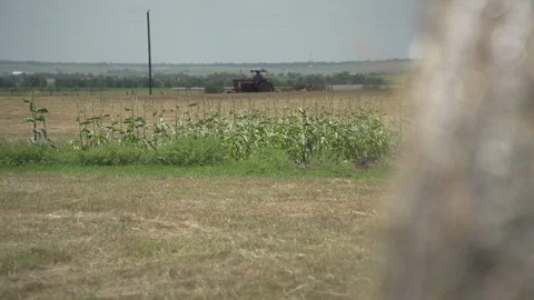Men working on Farm Ranch and Cattle in countryside Stock Footage 111027990