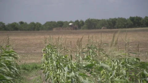 Men working on Farm Ranch and Cattle in countryside Stock Footage 111028722