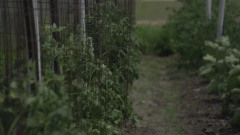 Men working on Farm Ranch and Cattle in countryside Stock Footage 111035228