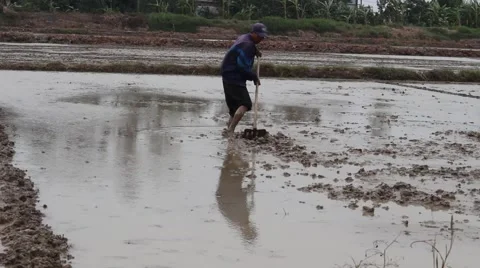Men working in the fields, paddy fields Stock Footage 45919614